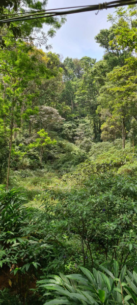  3 Acre Commercial Land for Sale in Munnar, Idukki