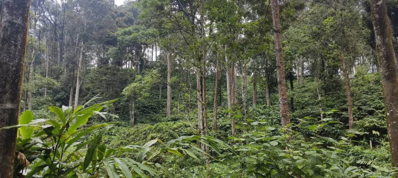  3 Acre Commercial Land for Sale in Munnar, Idukki