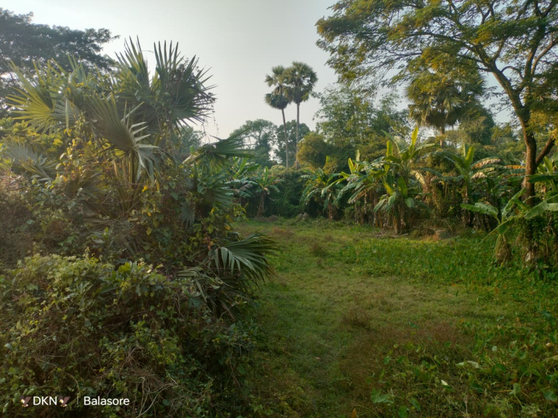  21 Dismil Residential Plot for Sale in Motiganj, Baleswar