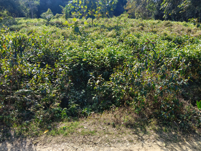  4 Bigha Residential Plot for Sale in Demow, Sibsagar