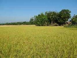Agricultural Land 70 Bigha for Sale in Kolayat, Bikaner