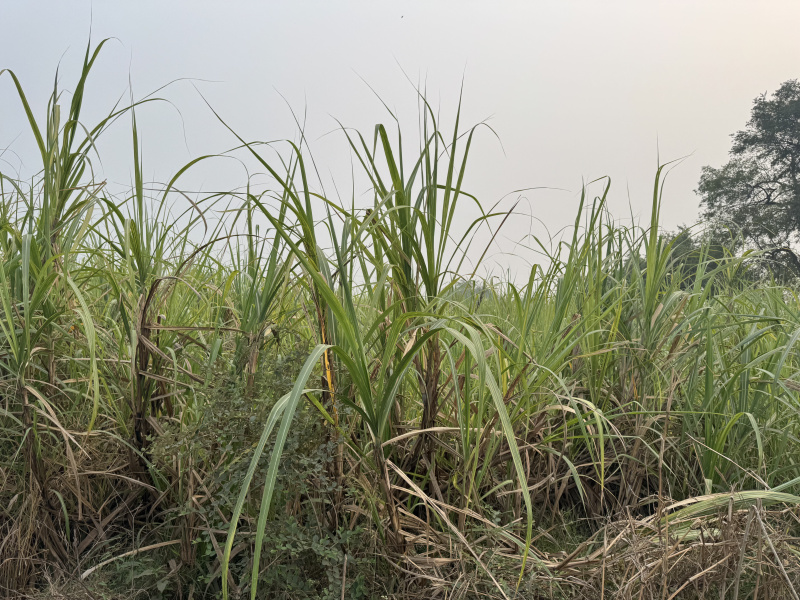  24 Bigha Agricultural/Farm Land for Sale in Vadoli, Surat