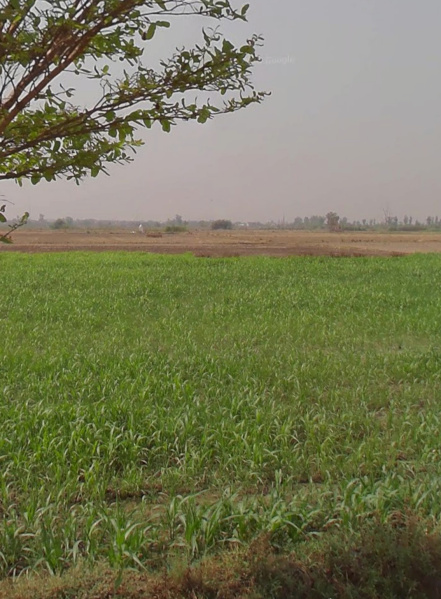  4 Acre Agricultural/Farm Land for Sale in Kharkhoda, Sonipat