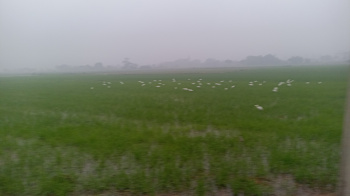  Agricultural Land for Sale in Rohad Industrial Area, Bahadurgarh