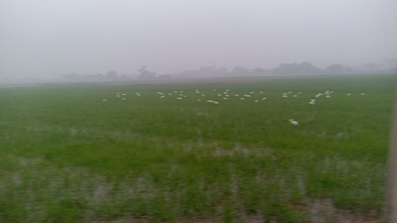  10 Acre Agricultural/Farm Land for Sale in Rohad Industrial Area, Bahadurgarh