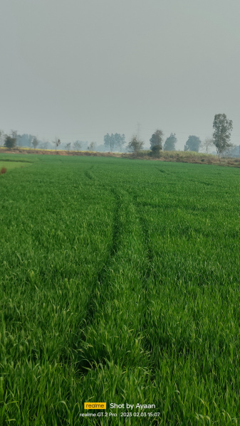  14 Biswa Agricultural/Farm Land for Sale in Horsohiya, Basti