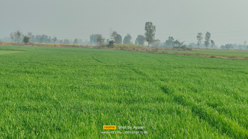  14 Biswa Agricultural/Farm Land for Sale in Horsohiya, Basti