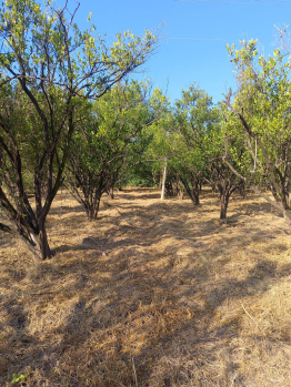  Agricultural Land for Rent in Chandur Bazar, Amravati