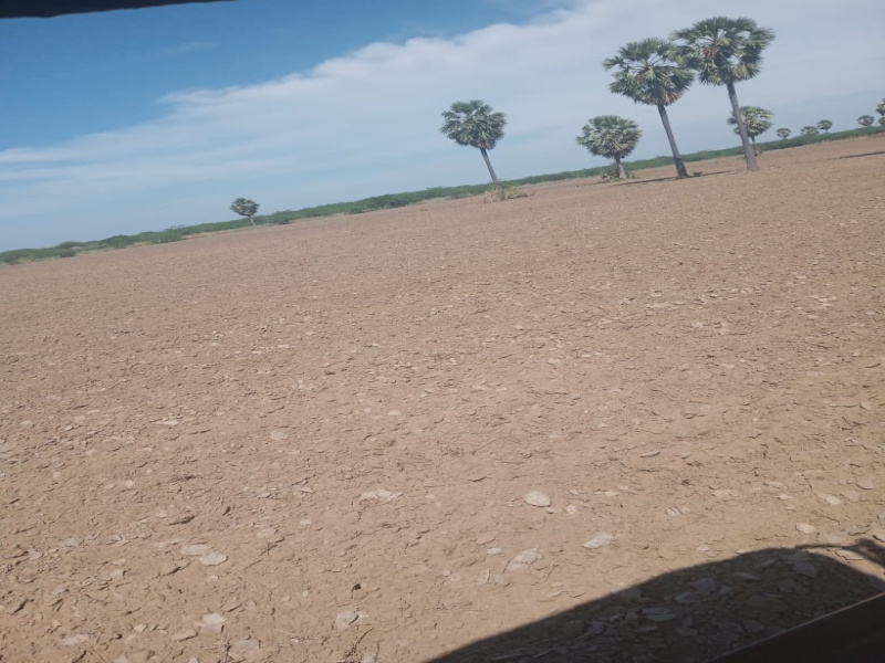  7 Acre Agricultural/Farm Land for Sale in Ettayapuram, Thoothukudi