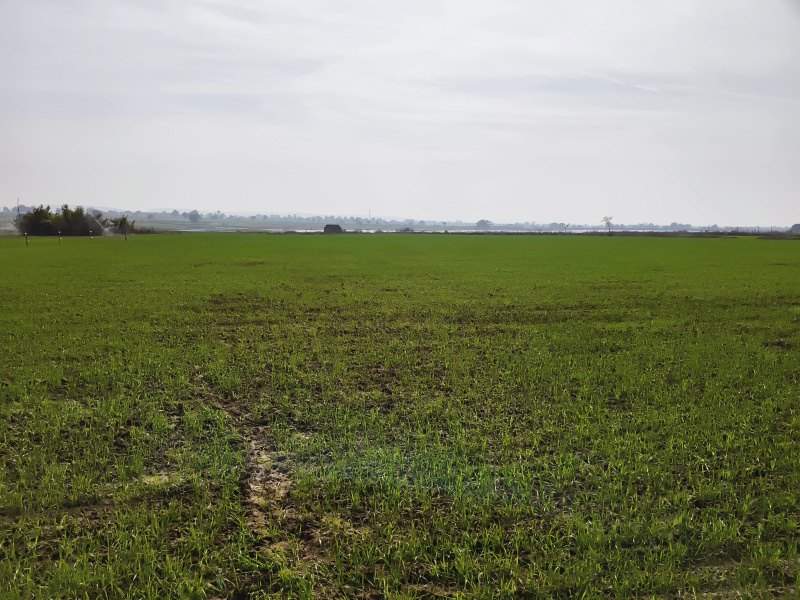  2 Ares Agricultural/Farm Land for Sale in Jabera, Damoh