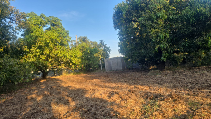  3 Acre Agricultural/Farm Land for Sale in Umbergaon, Valsad