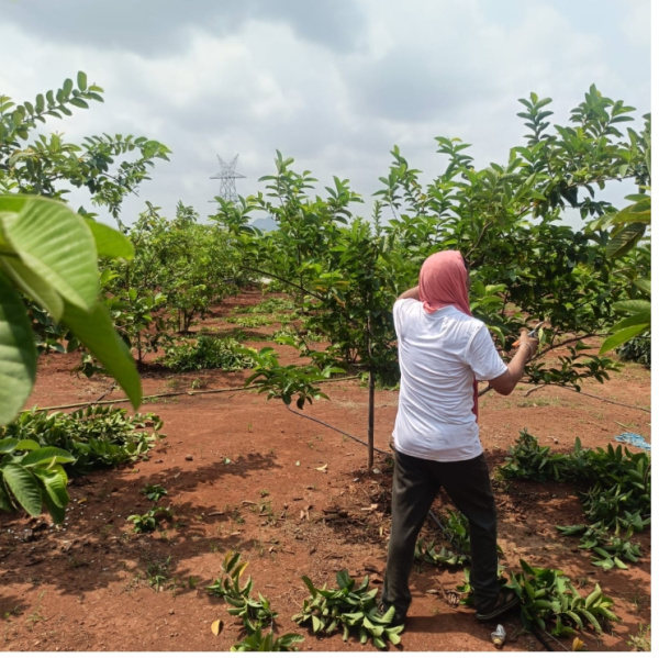  84 Guntha Agricultural/Farm Land for Sale in Wada, Palghar