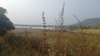  Agricultural Land for Sale in Ambad, Jalna