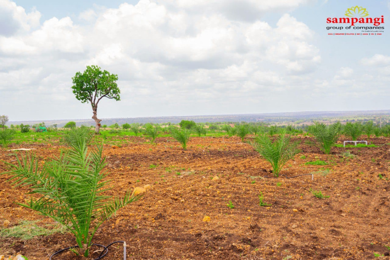  605 Sq. Yards Agricultural/Farm Land for Sale in Narayankhed, Sangareddy