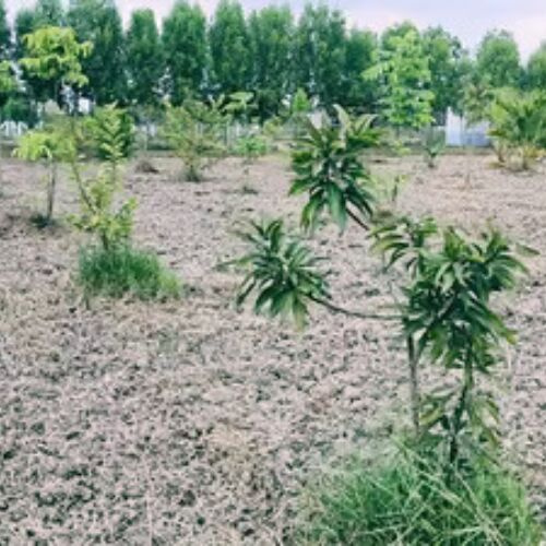  22 Cent Agricultural/Farm Land for Sale in Mamandur, Chengalpattu