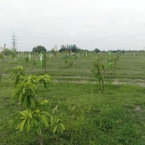  22 Cent Agricultural/Farm Land for Sale in Mamandur, Chengalpattu
