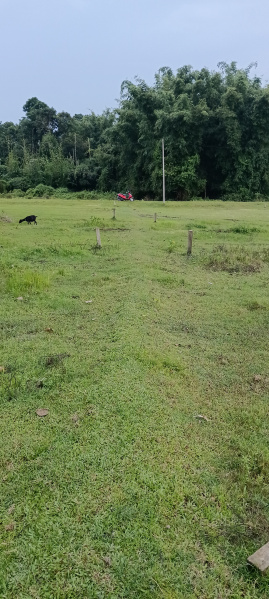  2880 Sq.ft. Residential Plot for Sale in Sarbhog, Barpeta