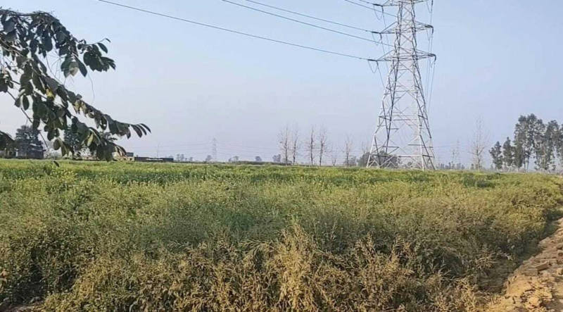  18 Bigha Agricultural/Farm Land for Sale in Bahjoi, Sambhal