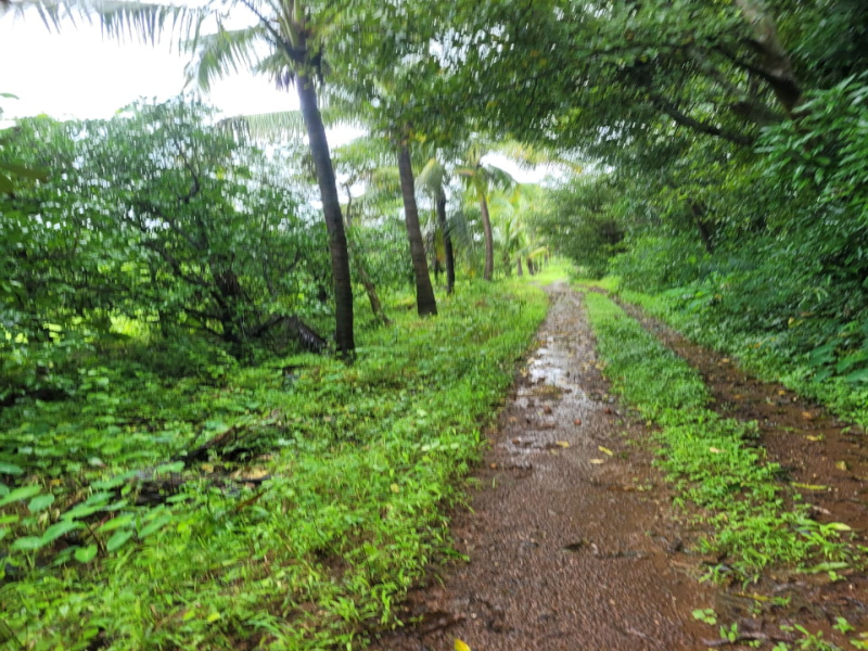  11 Acre Agricultural/Farm Land for Sale in Trimbakeshwar, Nashik