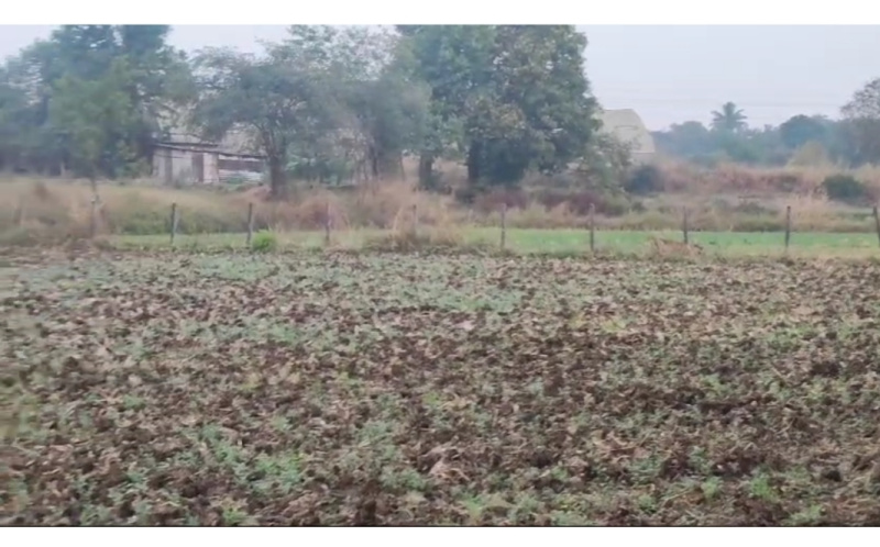  38 Guntha Agricultural/Farm Land for Sale in Igatpuri, Nashik