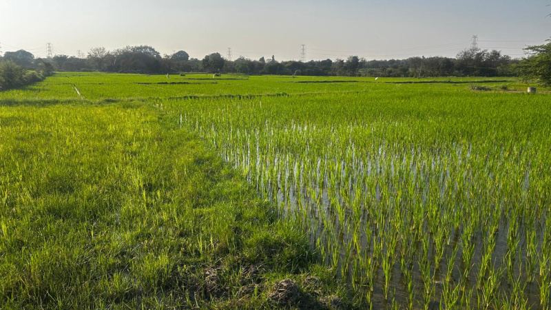  1 Acre Agricultural/Farm Land for Sale in Tupran, Medak