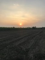 Agricultural Land for Sale in Sanaswadi, Pune