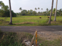  Agricultural Land for Sale in Cherthala, Alappuzha