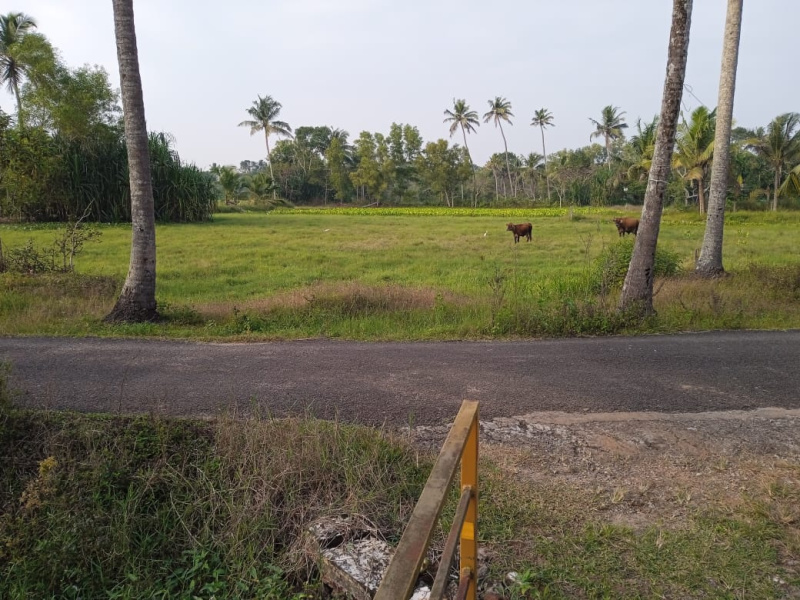  60 Cent Agricultural/Farm Land for Sale in Cherthala, Alappuzha