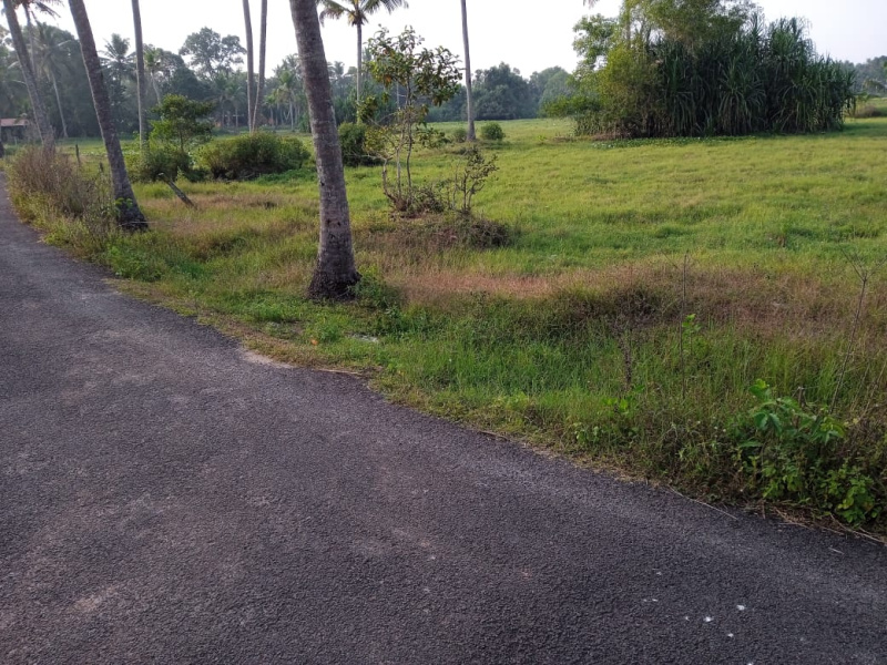  60 Cent Agricultural/Farm Land for Sale in Cherthala, Alappuzha