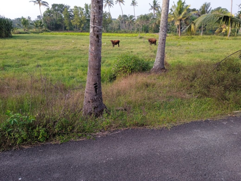  65 Acre Agricultural/Farm Land for Sale in Kanjikuzhi, Alappuzha