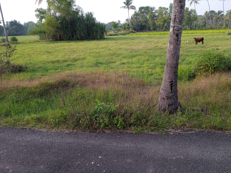  65 Acre Agricultural/Farm Land for Sale in Kanjikuzhi, Alappuzha