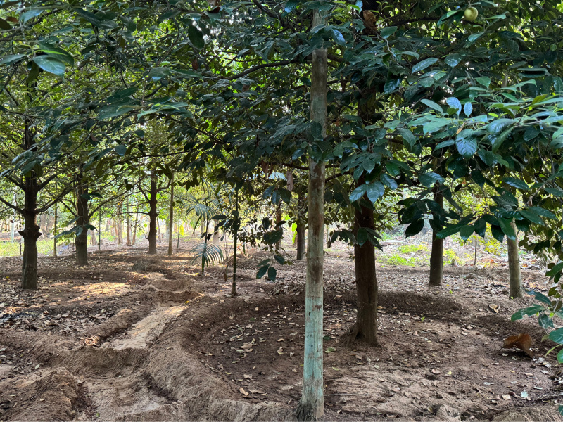  65 Cent Residential Plot for Sale in Mala, Thrissur