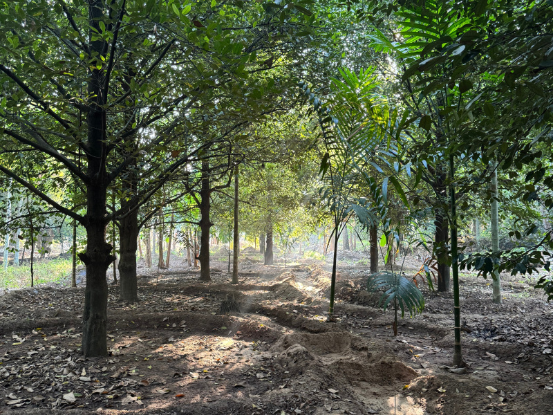  65 Cent Residential Plot for Sale in Mala, Thrissur