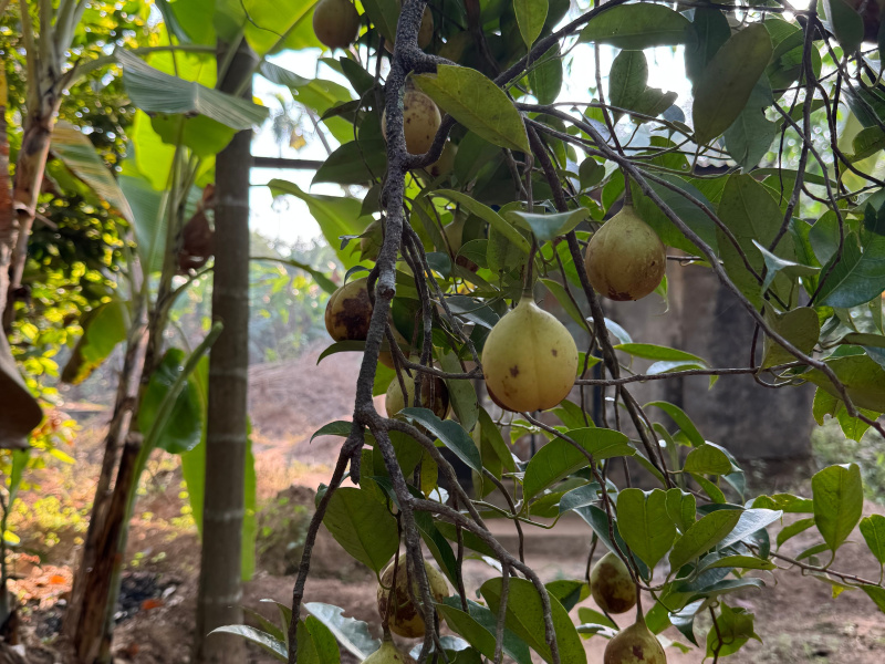  65 Cent Residential Plot for Sale in Mala, Thrissur