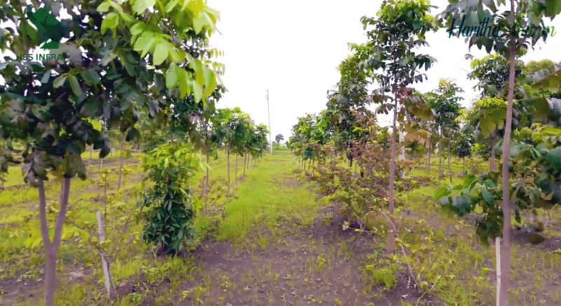  121 Sq. Yards Residential Plot for Sale in Narayankhed, Sangareddy