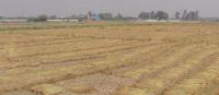  Agricultural Land for Sale in Tappal, Aligarh