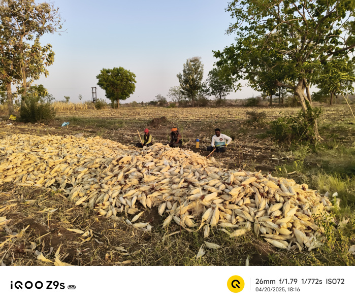  2 Acre Agricultural/Farm Land for Sale in Jamner, Jalgaon