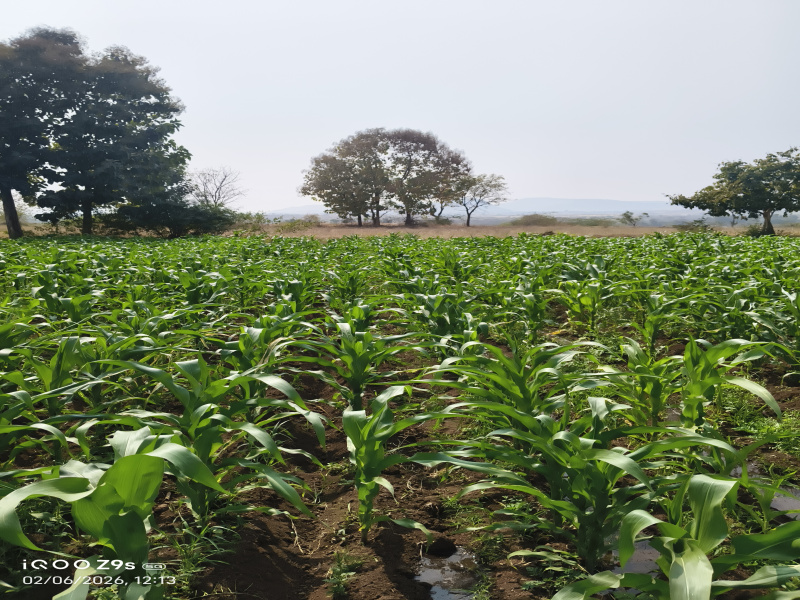  2 Acre Agricultural/Farm Land for Sale in Jamner, Jalgaon