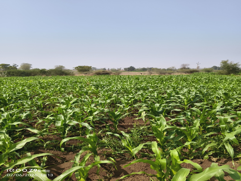  2 Acre Agricultural/Farm Land for Sale in Jamner, Jalgaon