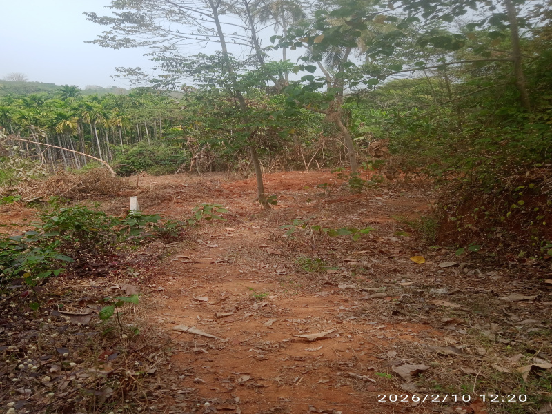  26 Cent Residential Plot for Sale in Sreekrishnapuram, Palakkad