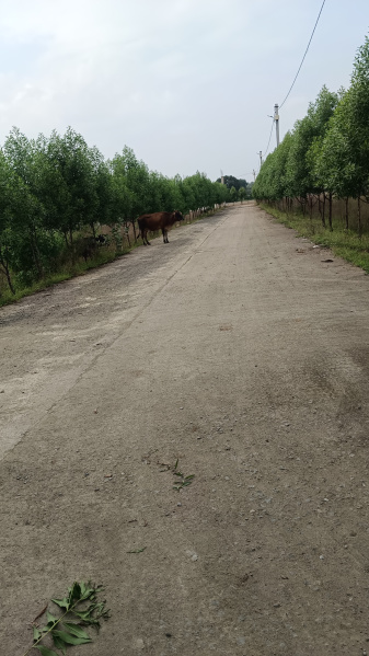  3000 Sq.ft. Agricultural/Farm Land for Sale in Ratibad, Bhopal