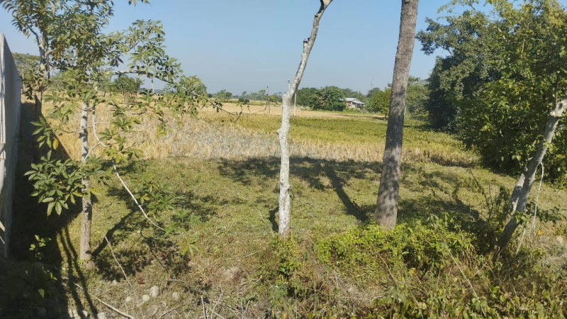  3 Katha Agricultural/Farm Land for Sale in Sipajhar, Darrang