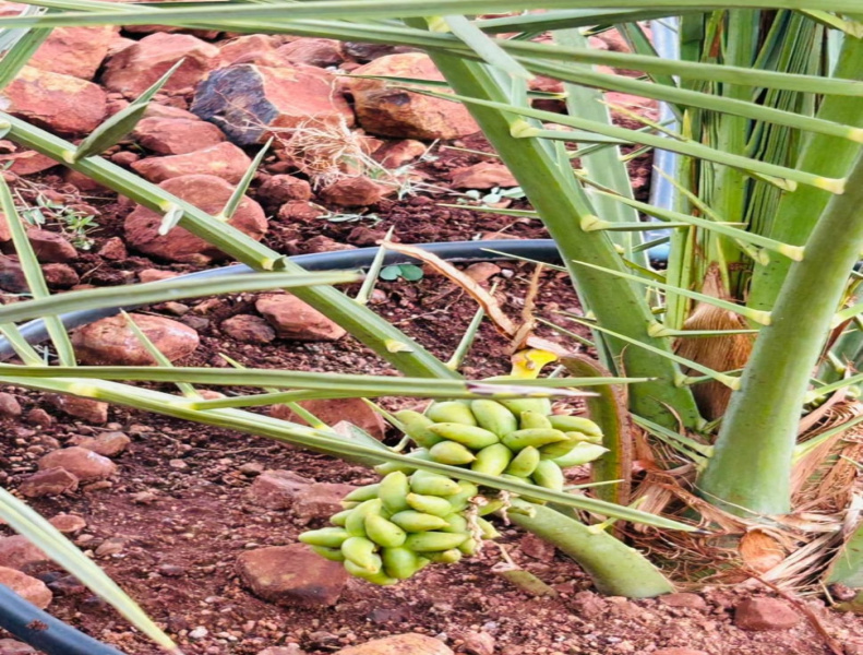  605 Sq. Yards Agricultural/Farm Land for Sale in Warangal Highway, Hyderabad