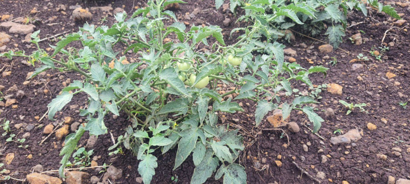  605 Sq. Yards Agricultural/Farm Land for Sale in Warangal Highway, Hyderabad