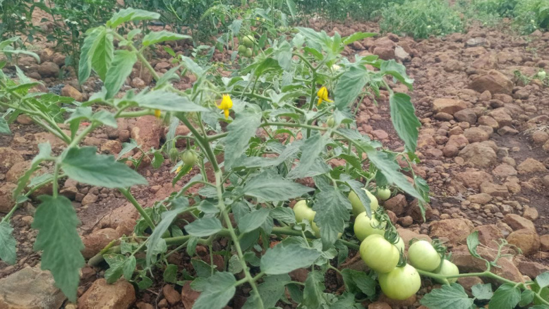  605 Sq. Yards Agricultural/Farm Land for Sale in Warangal Highway, Hyderabad