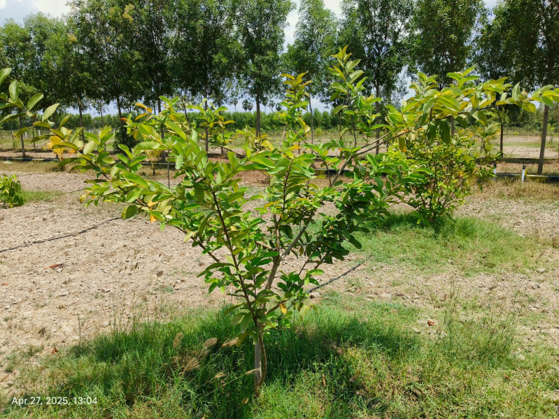  9600 Sq.ft. Agricultural/Farm Land for Sale in Uthiramerur, Kanchipuram