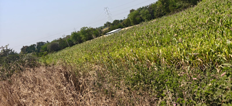  46 Guntha Agricultural/Farm Land for Sale in Saswad Road, Pune