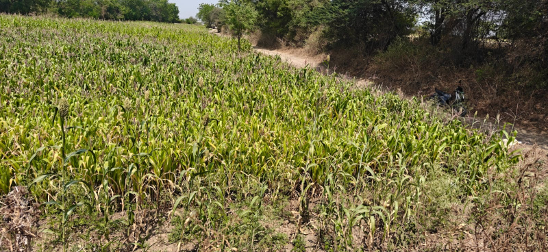  46 Guntha Agricultural/Farm Land for Sale in Saswad Road, Pune