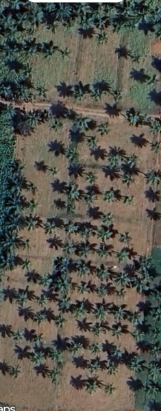  3 Acre Agricultural/Farm Land for Sale in Chennimalai, Erode