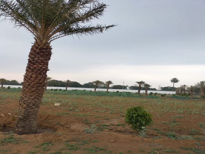  800 Sq. Yards Residential Plot for Sale in Lalsot, Dausa